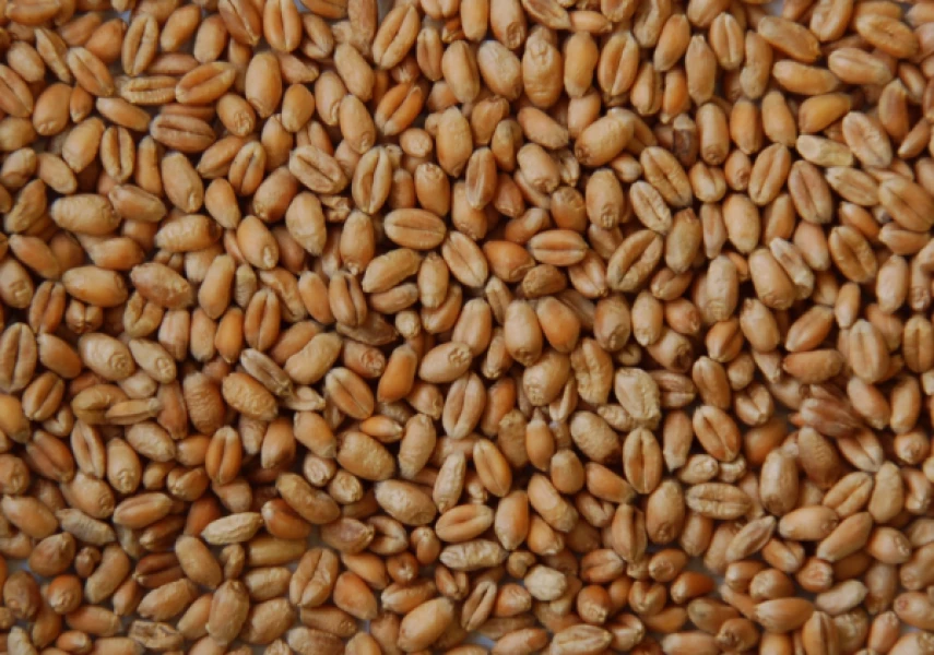 Trigo Pollo 25kg