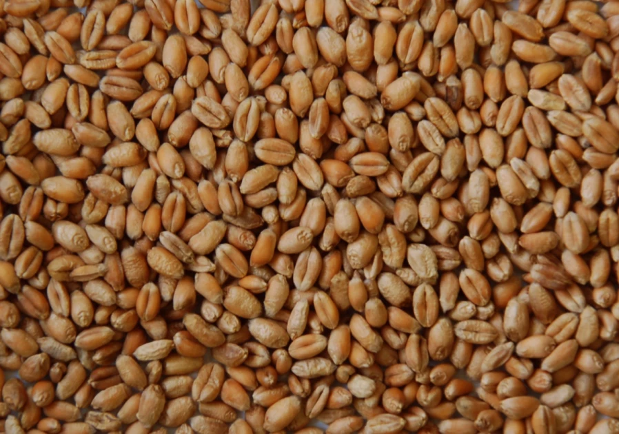 Trigo Pollo 25kg